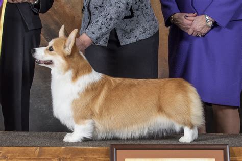 To update your <b>club</b>'s officer information via email click here. . Pembroke welsh corgi club